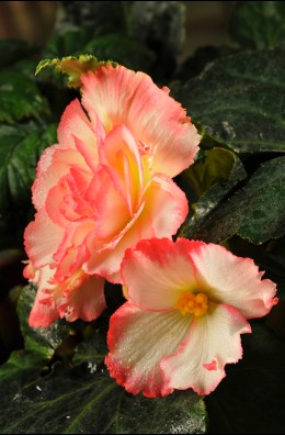 1-12011Q10234406.jpg