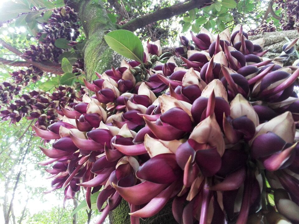 云溪生态公园禾雀花.jpg