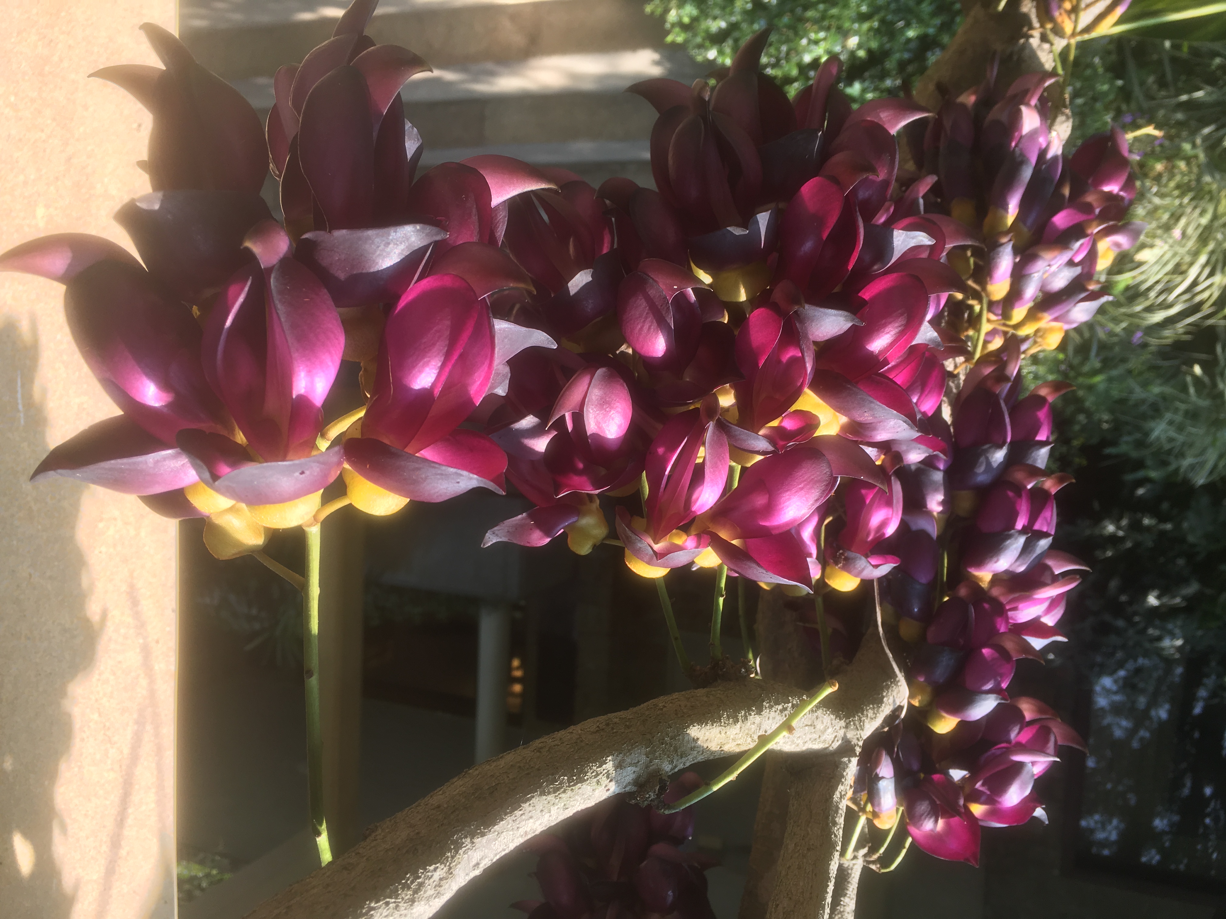 山庄旅舍禾雀花.jpg