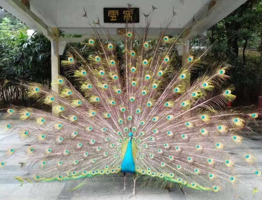 (7)蓝孔雀.jpg